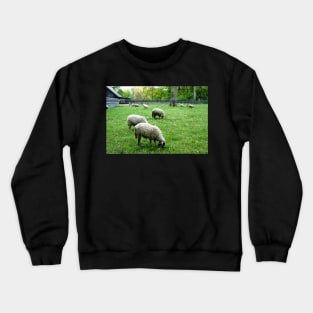 Sheep grazing in Lausanne, Switzerland Crewneck Sweatshirt